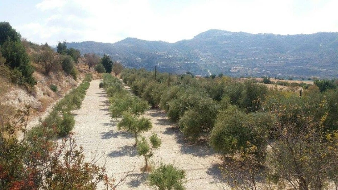 olive trees
